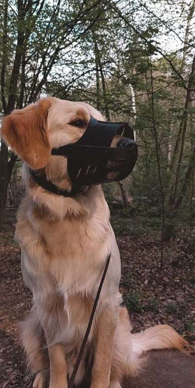 TierschutzhundeStammtisch🐕-Beitrag-Bild