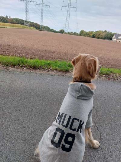 TierschutzhundeStammtisch🐕-Beitrag-Bild