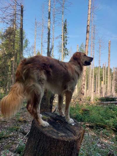 Herdenschutzhunde-Beitrag-Bild