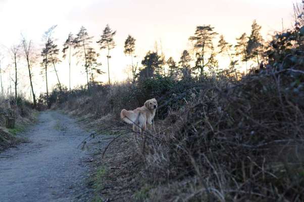 Herdenschutzhunde und Herdi-Mixe-Beitrag-Bild