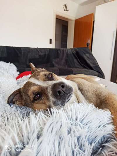 Die besten Hundeblicke 🐾❤️-Beitrag-Bild