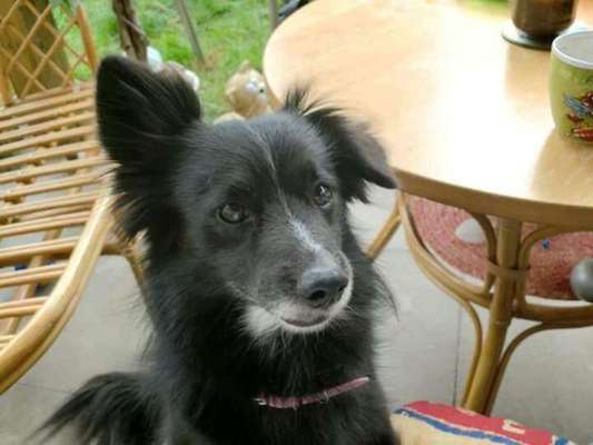 Die besten Hundeblicke 🐾❤️-Beitrag-Bild