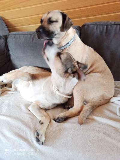 Mischlingshunde Foto Aufruf-Beitrag-Bild