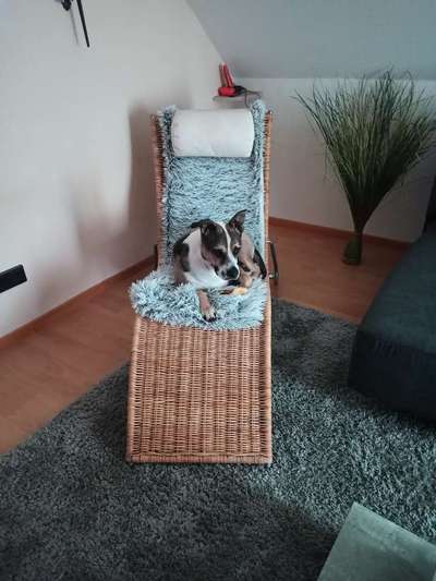 Mischlingshunde Foto Aufruf-Beitrag-Bild