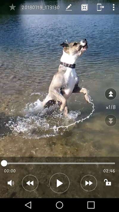 Mischlingshunde Foto Aufruf-Beitrag-Bild