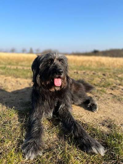 Altdeutsche Hütehund gibt es noch mehr gleichgesinnte?-Beitrag-Bild