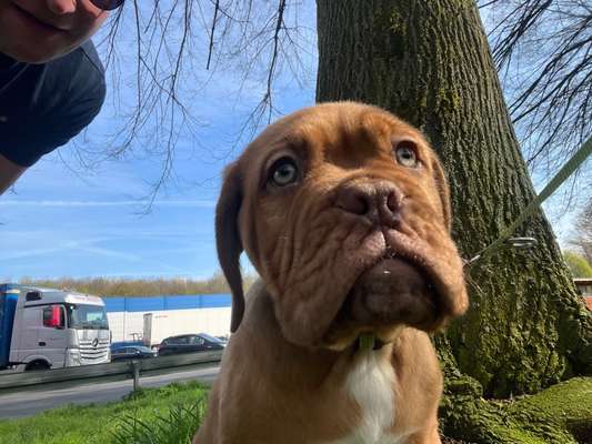 Bordeaux Dogge-Beitrag-Bild