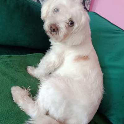 Suchmeldung-Max-Bild