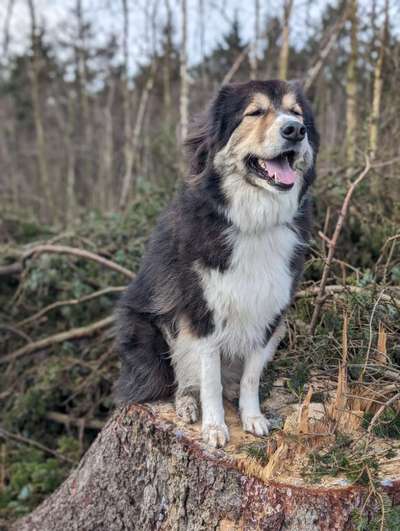 Hunde aus dem Tierschutz: Bulgarien-Beitrag-Bild