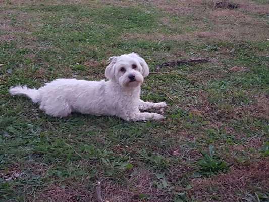 Havaneser dabei?:)-Beitrag-Bild