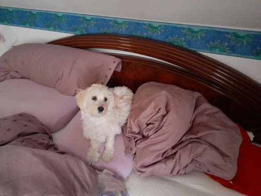 Gemeinsames Kuscheln im Bett!-Beitrag-Bild