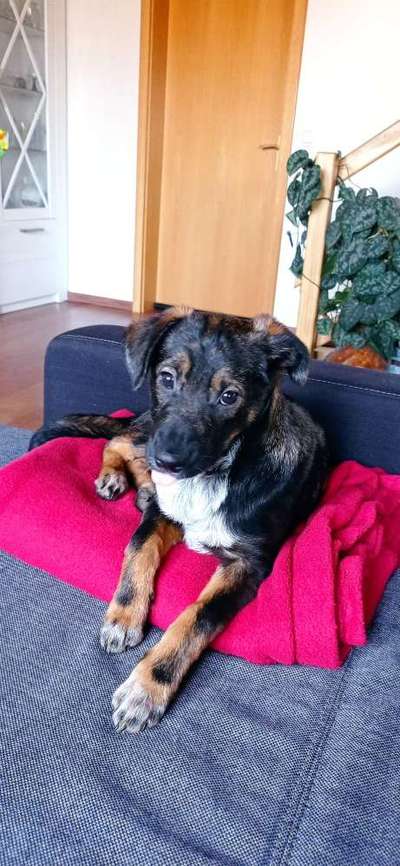 Zeichnungen eurer Hunde-Beitrag-Bild