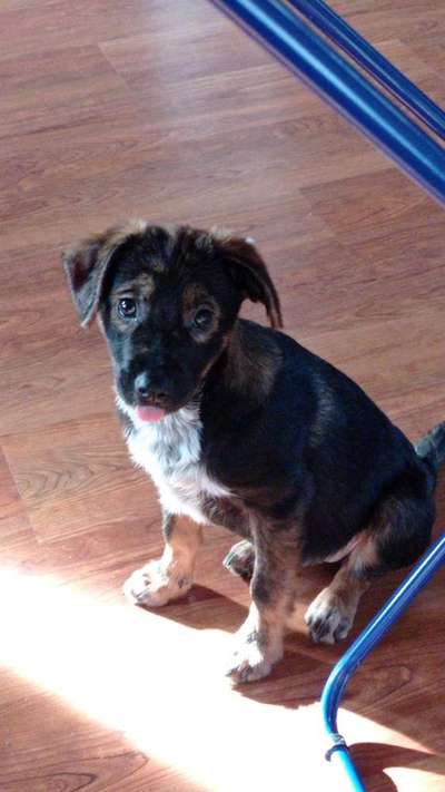 Mischlingshunde Foto Aufruf-Beitrag-Bild