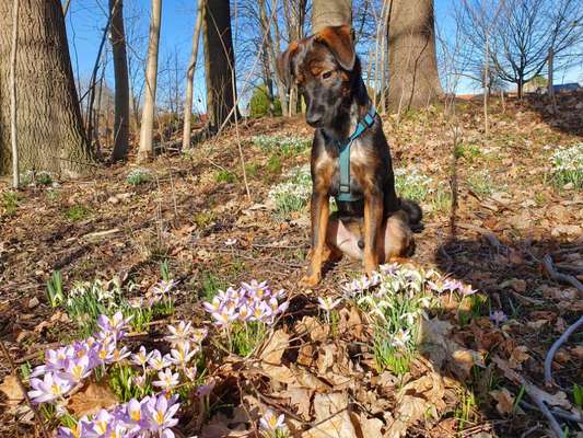 Dogorama Photo Challenge - Der Frühling kommt-Beitrag-Bild