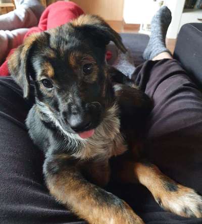 Fotochallenge Nr. 59 - Mein Hund zeigt die Zunge-Beitrag-Bild