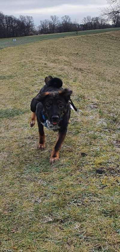 Fotochallenge 66 ~ Rennaction -Zeig deinen Hund im Lauf-Beitrag-Bild