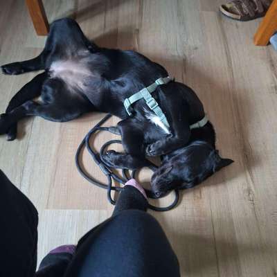 Hundetreffen-Suche Hundefreunde-Bild