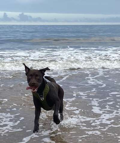 Dogorama Photo Challenge - Der Frühling kommt-Beitrag-Bild