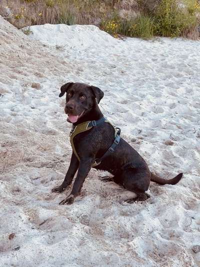 Mischlingshunde Foto Aufruf-Beitrag-Bild