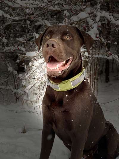 Foto's und Hundemodels-Beitrag-Bild