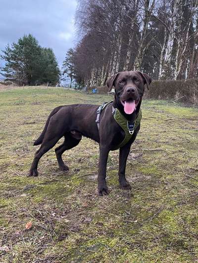 Labradorfans-Beitrag-Bild