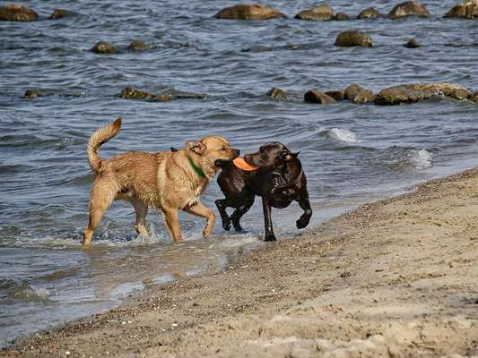 Bester Freund, Hundekumpel - zeigt her!-Beitrag-Bild