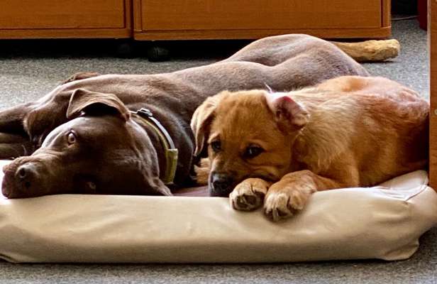 Bester Freund, Hundekumpel - zeigt her!-Beitrag-Bild