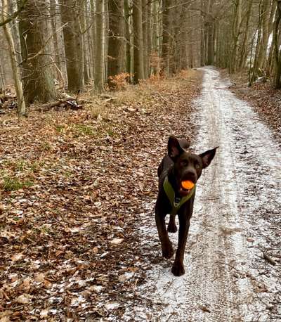 Zeigt eure verrücktesten Hundebilder-Beitrag-Bild