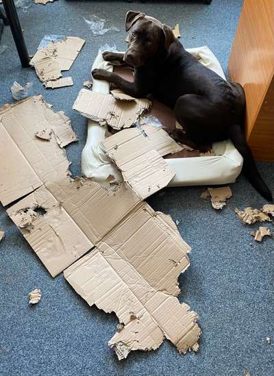 Zeig mir, dass du mit einem hund zusammenlebst....-Beitrag-Bild