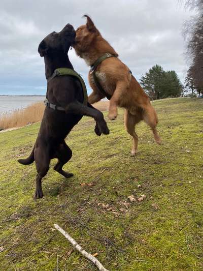 FOTO CHALLENGE 77 - Dein Hund im Spiel-Beitrag-Bild