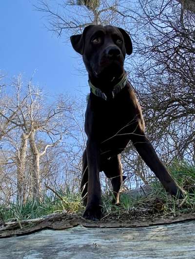 Labradorfans-Beitrag-Bild