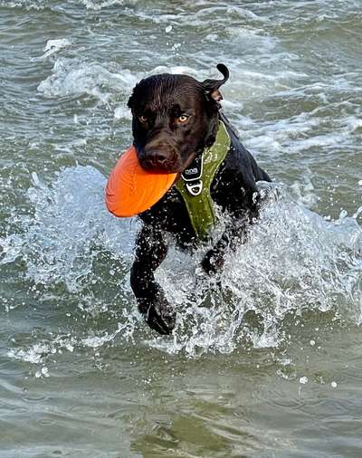 Die Dogorama Kalender Challenge Titelbild-Beitrag-Bild