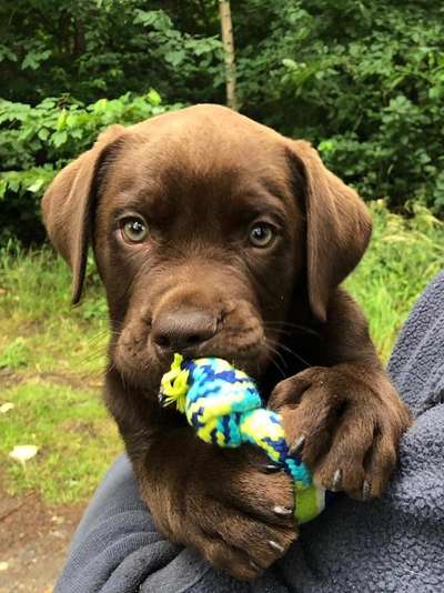 Welpen Bilder !-Beitrag-Bild