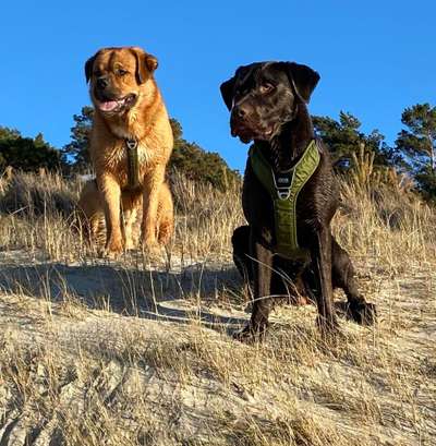 Bester Freund, Hundekumpel - zeigt her!-Beitrag-Bild