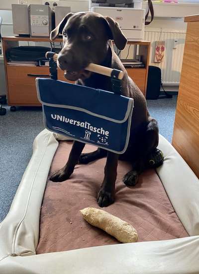 Bürohunde-Beitrag-Bild