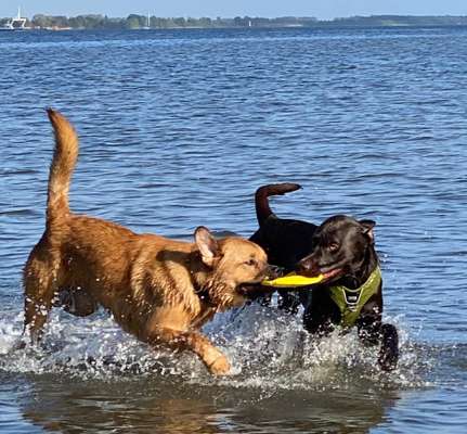Bester Freund, Hundekumpel - zeigt her!-Beitrag-Bild