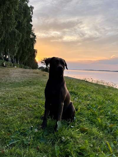 Die Dogorama Wochen Challenge-Beitrag-Bild