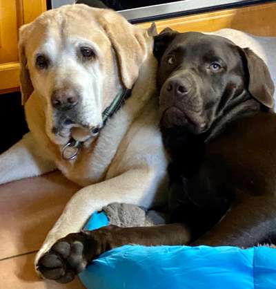 Bester Freund, Hundekumpel - zeigt her!-Beitrag-Bild