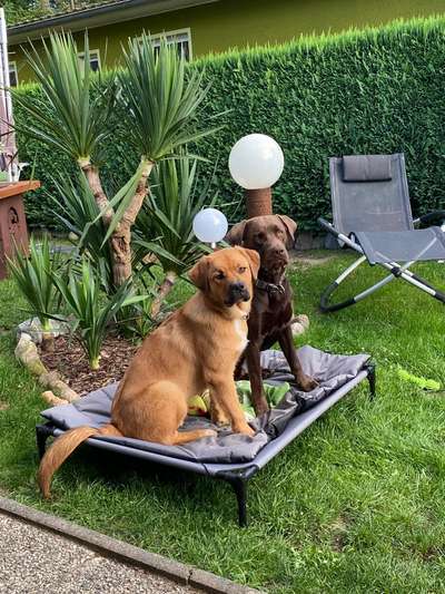 Bester Freund, Hundekumpel - zeigt her!-Beitrag-Bild