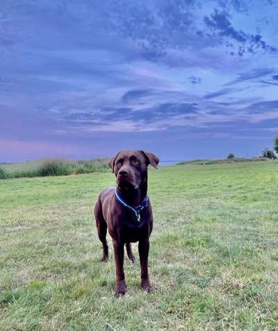 Mischlingshunde Foto Aufruf-Beitrag-Bild