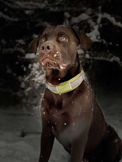 Labradorfans-Beitrag-Bild