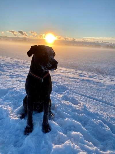 Die Dogorama Kalender Challenge Teil 2/4-Beitrag-Bild