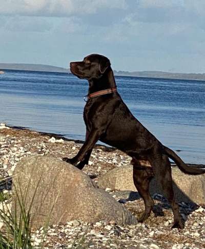 Hunde im Urlaub-Beitrag-Bild