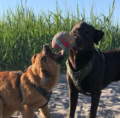 Lustigsten Grimassen von euren Hunden-Beitrag-Bild