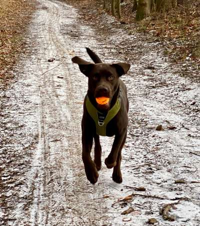 Labradorfans-Beitrag-Bild