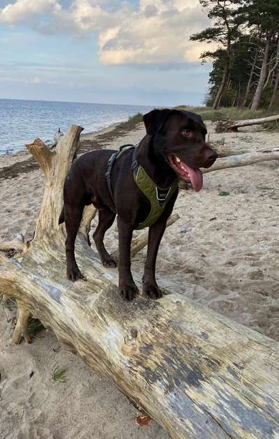 Labradorfans-Beitrag-Bild