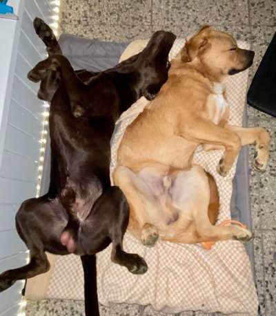 Bester Freund, Hundekumpel - zeigt her!-Beitrag-Bild