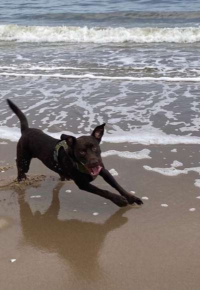 Dogorama Photo Challenge - Einmal lächeln bitte-Beitrag-Bild