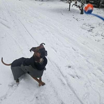 Hundetreffen-Spiel und Gassi Treff-Bild