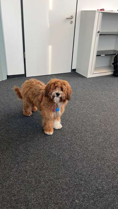 Labradoodle gesucht-Beitrag-Bild